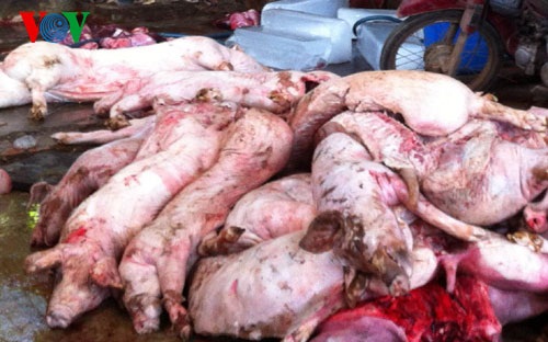 Thịt heo bệnh được các lò mổ thu mua mang về xẻ thịt rồi bán ra thị trường